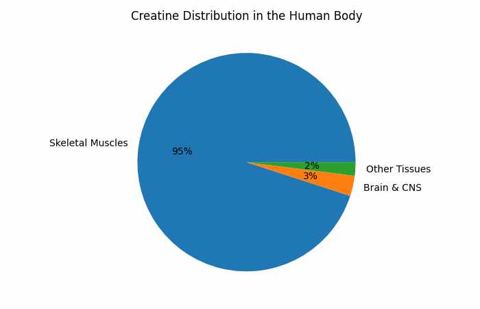 Creatine Distribution in the Human Body